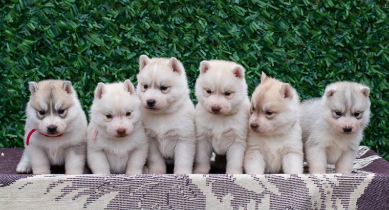 Siberian Husky puppies