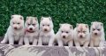 Siberian Husky puppies
