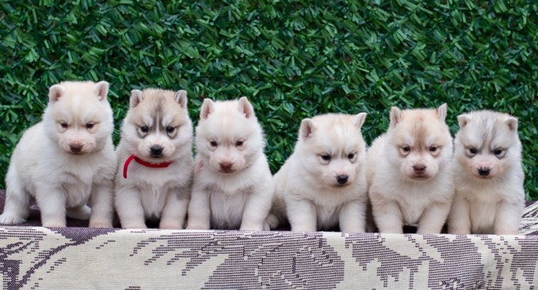Siberian Husky puppies