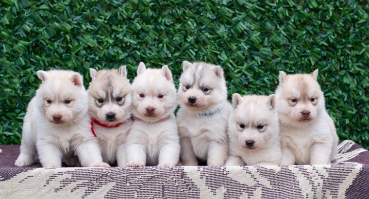 Siberian Husky puppies