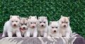 Siberian Husky puppies