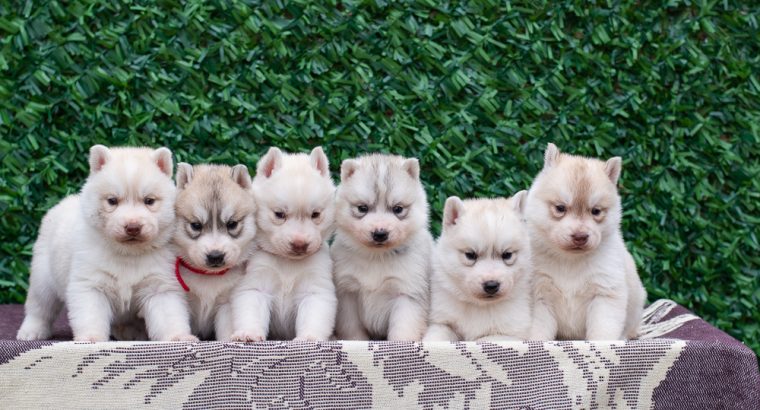Siberian Husky puppies