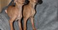 Italian Greyhound puppies