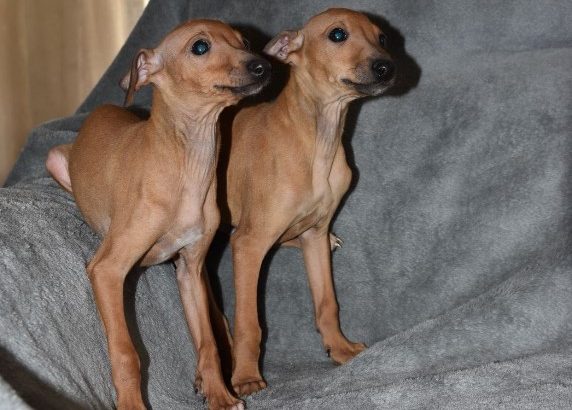 Italian Greyhound puppies
