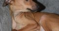 Italian Greyhound puppies