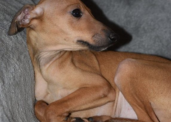 Italian Greyhound puppies