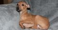Italian Greyhound puppies