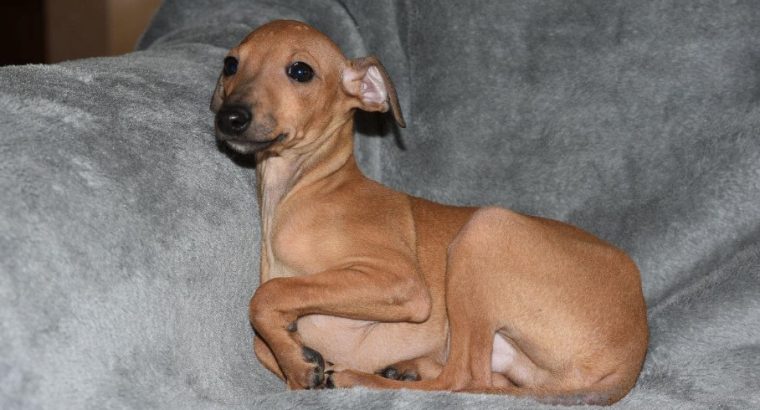 Italian Greyhound puppies