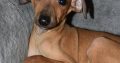Italian Greyhound puppies