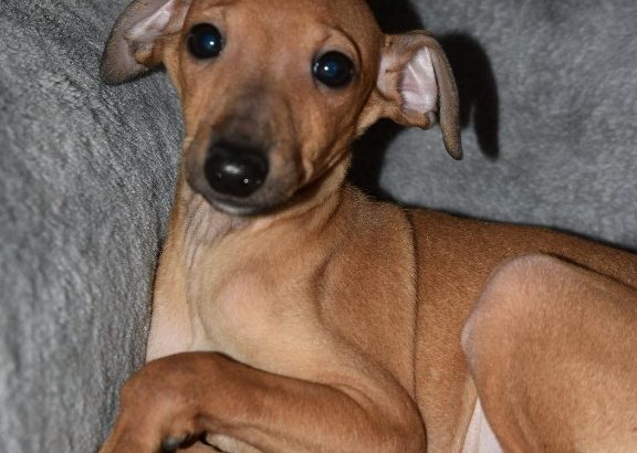 Italian Greyhound puppies