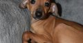 Italian Greyhound puppies