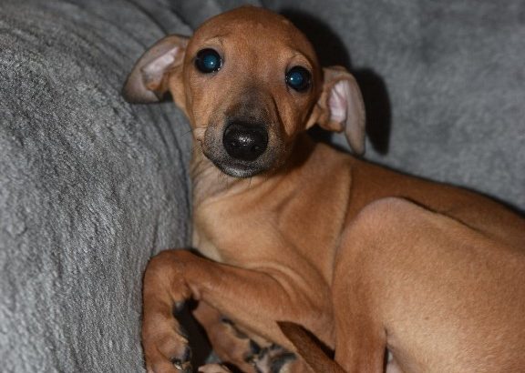 Italian Greyhound puppies