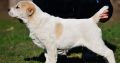 Central Asian Shepherd puppies