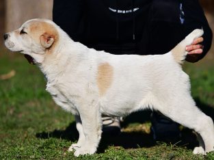 Central Asian Shepherd puppies