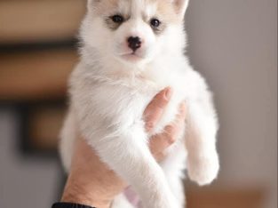 Siberian Husky puppies