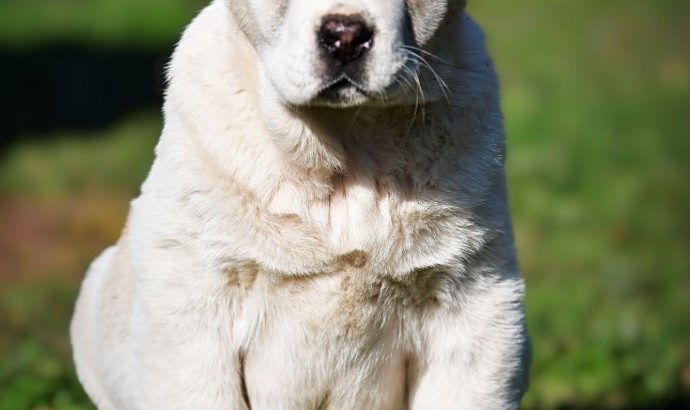 Central Asian Shepherd puppies