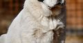Central Asian Shepherd puppies
