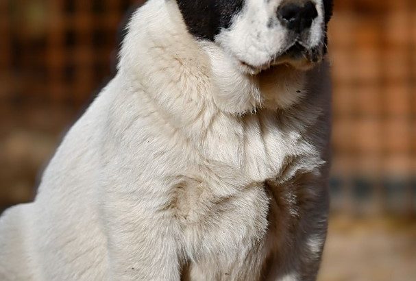 Central Asian Shepherd puppies