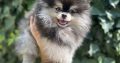 Pomeranian Spitz puppies