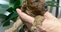 Miniature poodle puppies for sale.
