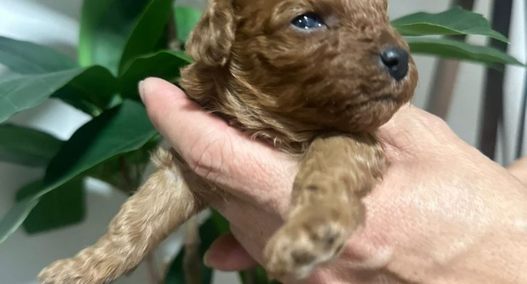 Miniature poodle puppies for sale.