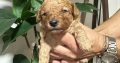 Miniature poodle puppies for sale.