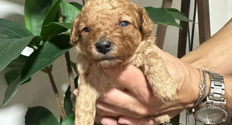 Miniature poodle puppies for sale.