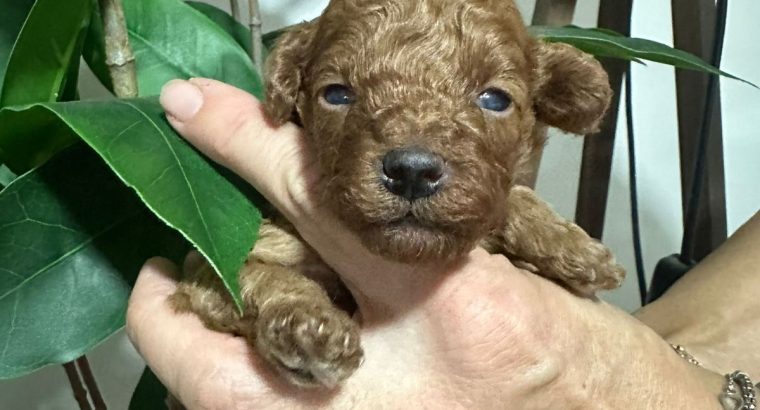 Miniature poodle puppies for sale.