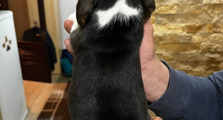 Beagle puppies