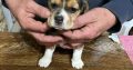 Beagle puppies