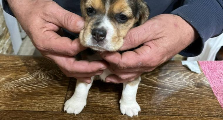 Beagle puppies