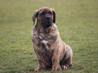 Presa Canario puppies