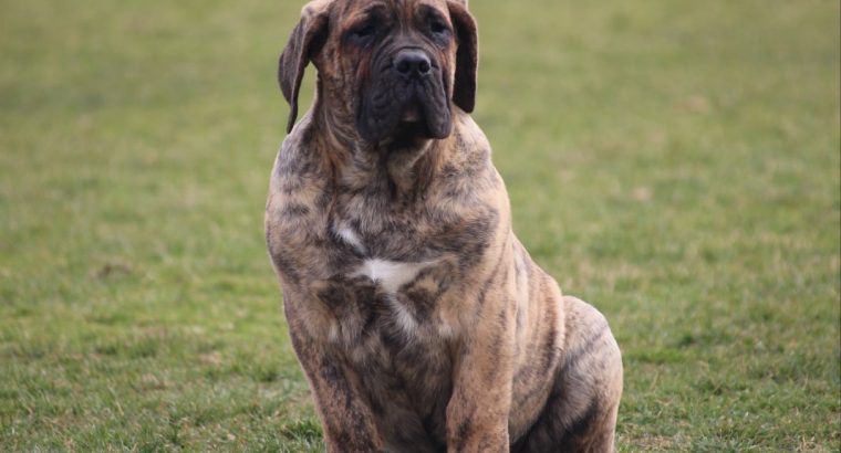 Presa Canario puppies