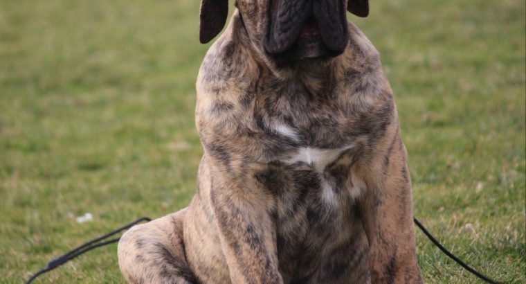 Presa Canario puppies