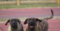 Presa Canario puppies