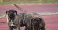 Presa Canario puppies