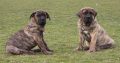 Presa Canario puppies