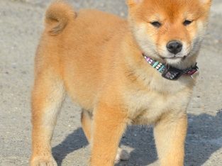 Shiba Inu puppies
