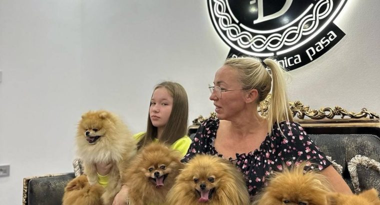 Pomeranian Spitz puppies