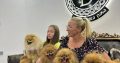 Pomeranian Spitz puppies