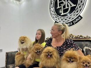 Pomeranian Spitz puppies
