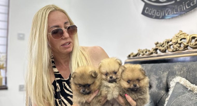 Pomeranian Spitz puppies