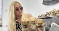 Pomeranian Spitz puppies