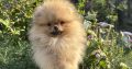 Pomeranian Spitz puppies