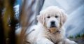 Golden retriever puppies and young dogs for sale