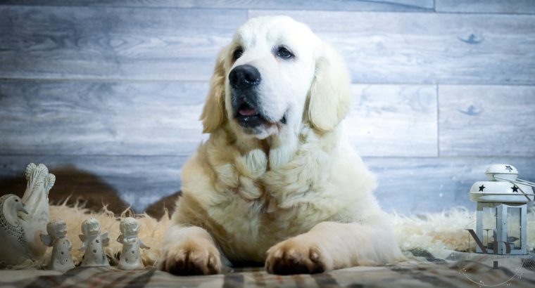 Golden retriever puppies and young dogs for sale