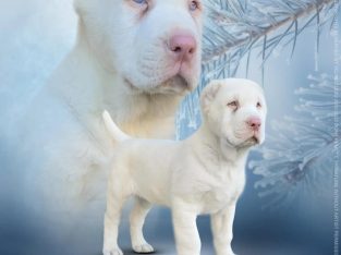 Central Asian Shepherd Dog ALBINO puppy
