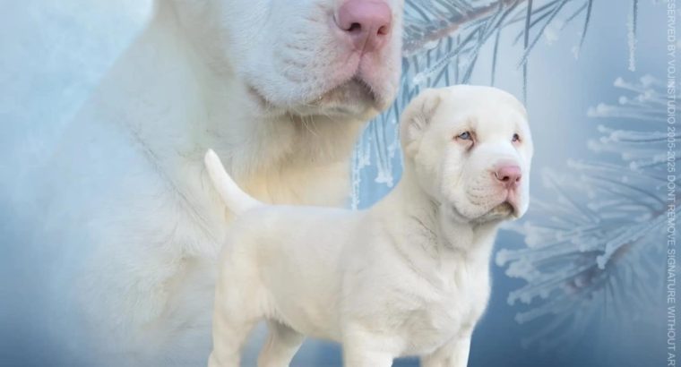 Central Asian Shepherd Dog ALBINO puppy