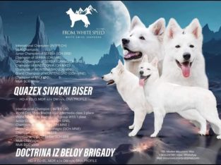 White Swiss Shepherd Dog puppies