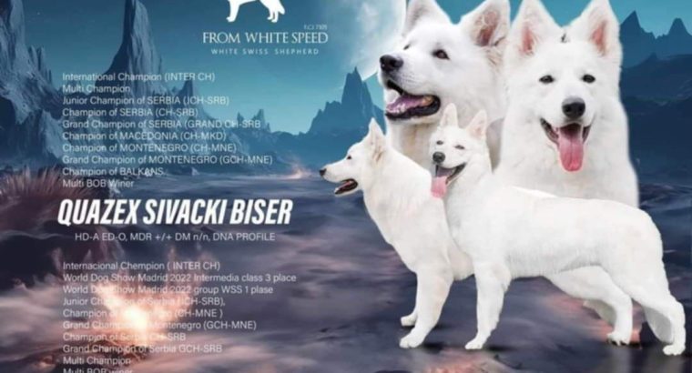 White Swiss Shepherd Dog puppies